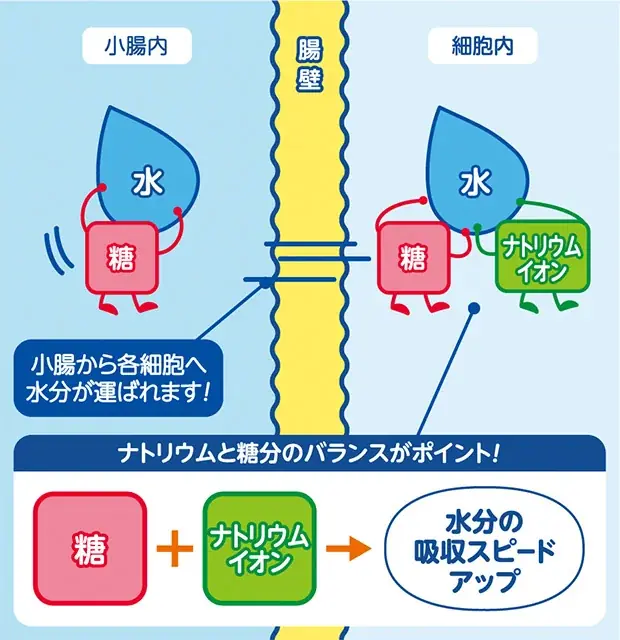 2人に1人が経験する「応援熱中症」の実態とは？味の素㈱ 経口補水液「アクアソリタ®」「『応援熱中症』対策プロジェクト」始動　“夏の屋外応援時”の熱中症調査データを公開 画像 14