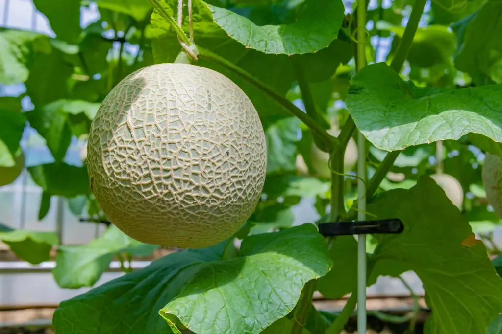 メロン生産量日本一の茨城県で開催！　　　　　　　　　　　　　　　　　　　　　　　　　　　旬の国産メロンを満喫する「メロンフェスティバル」　　　　　　　in らぽっぽ なめがたファーマーズヴィレッジ 画像 7