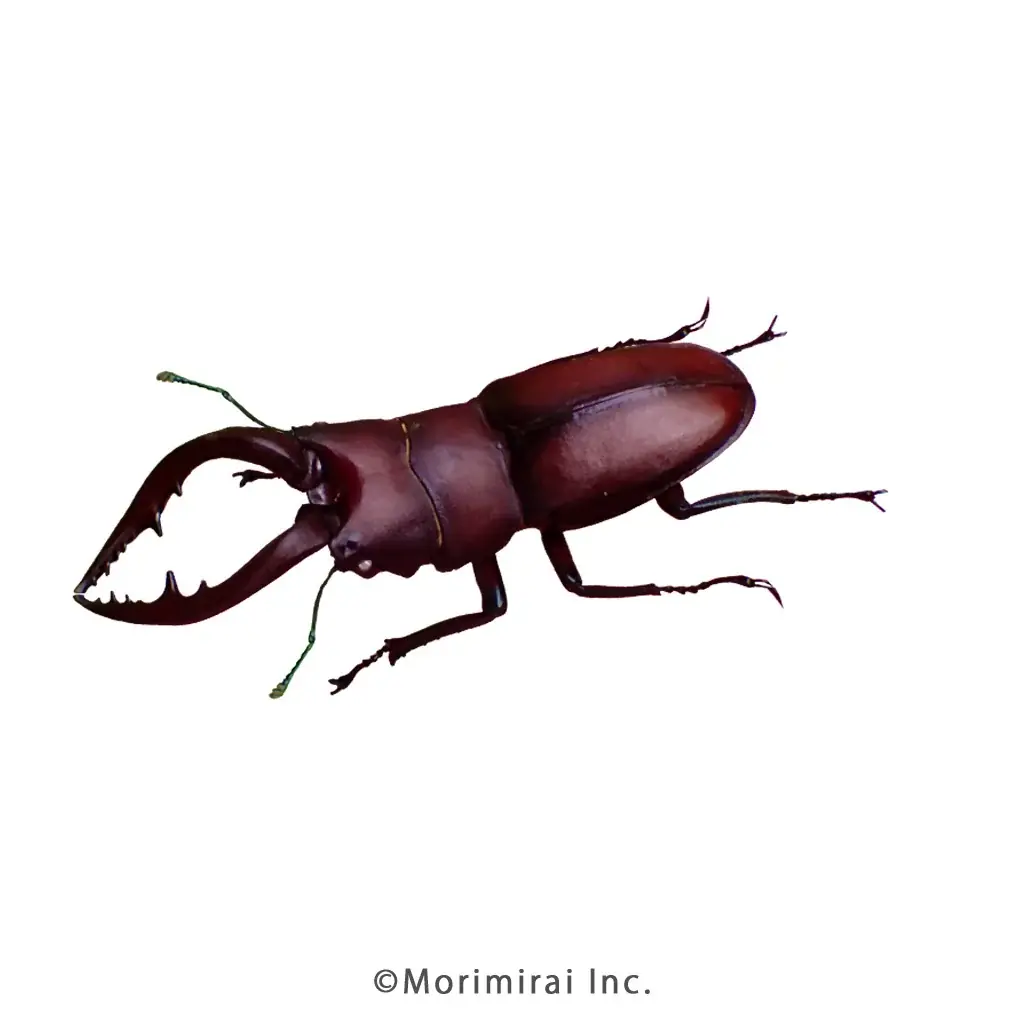 【虫の日記念！投票数100万突破】虫好きが選んだ人気虫ランキング2026を発表 画像 11