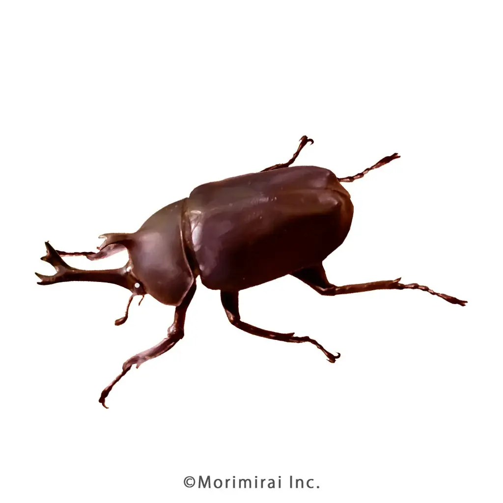 【虫の日記念！投票数100万突破】虫好きが選んだ人気虫ランキング2026を発表 画像 2