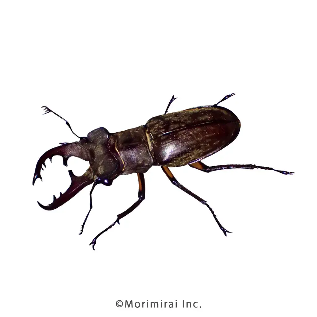 【虫の日記念！投票数100万突破】虫好きが選んだ人気虫ランキング2026を発表 画像 3