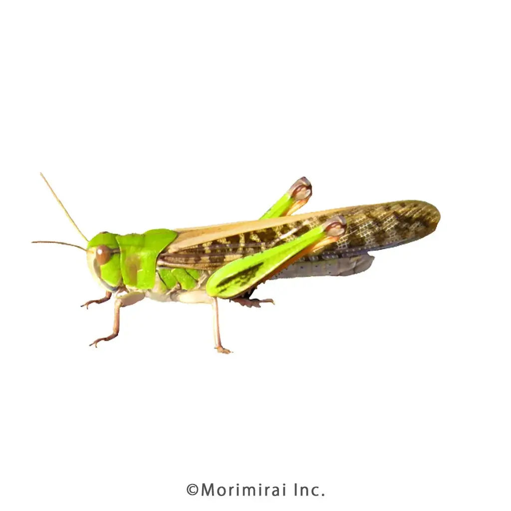 【虫の日記念！投票数100万突破】虫好きが選んだ人気虫ランキング2026を発表 画像 6