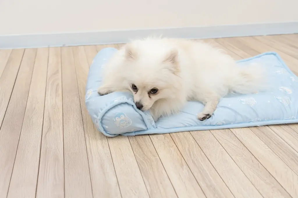 「冷たくて心地良い」と愛犬も大満足のレビュー4.45を獲得したペットマットに新色登場、あごのせパッド付きで夏の快適な居場所を叶える2,480円からの冷感マット「あごのせ涼眠マット」 画像 3
