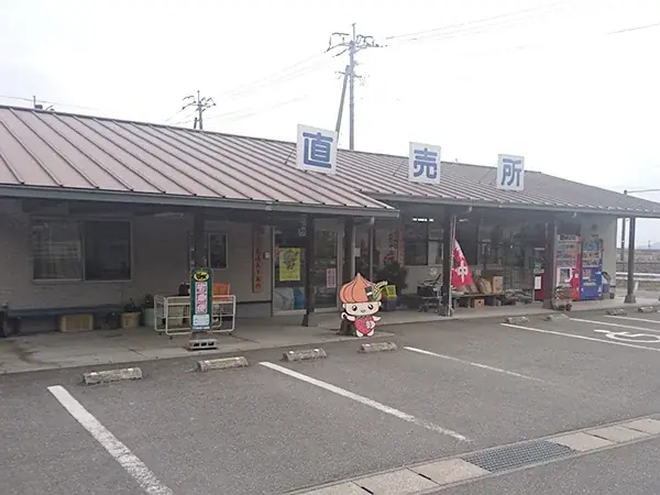 【今年は事前予約制！】6月2０日（土曜日）九州佐賀国際空港で朝採れスイートコーンを販売！ 画像 8