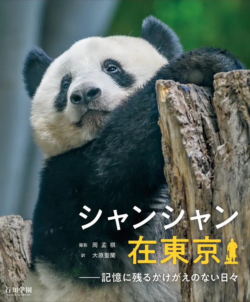 【3日間限定】写真集『シャンシャン在東京――記憶に残るかけがえのない日々』出版記念「シャンシャン9歳を祝う大パンダ展」開催が決定！！ 画像 2