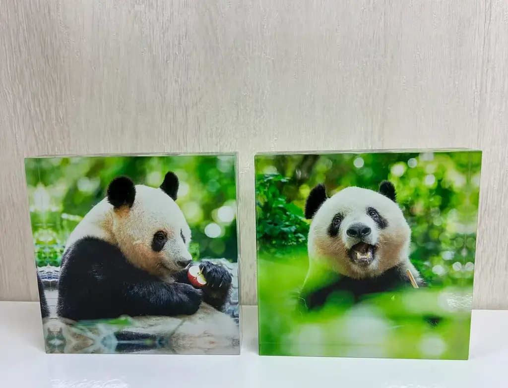 【3日間限定】写真集『シャンシャン在東京――記憶に残るかけがえのない日々』出版記念「シャンシャン9歳を祝う大パンダ展」開催が決定！！ 画像 5
