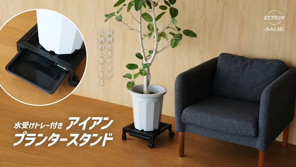 大きい観葉植物の重たい鉢、もう持ち上げなくていいんです。そのまま水やりできるキャスター付きプランタースタンド発売。 画像 1