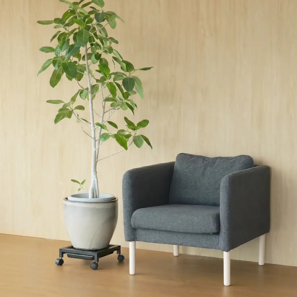 大きい観葉植物の重たい鉢、もう持ち上げなくていいんです。そのまま水やりできるキャスター付きプランタースタンド発売。 画像 2
