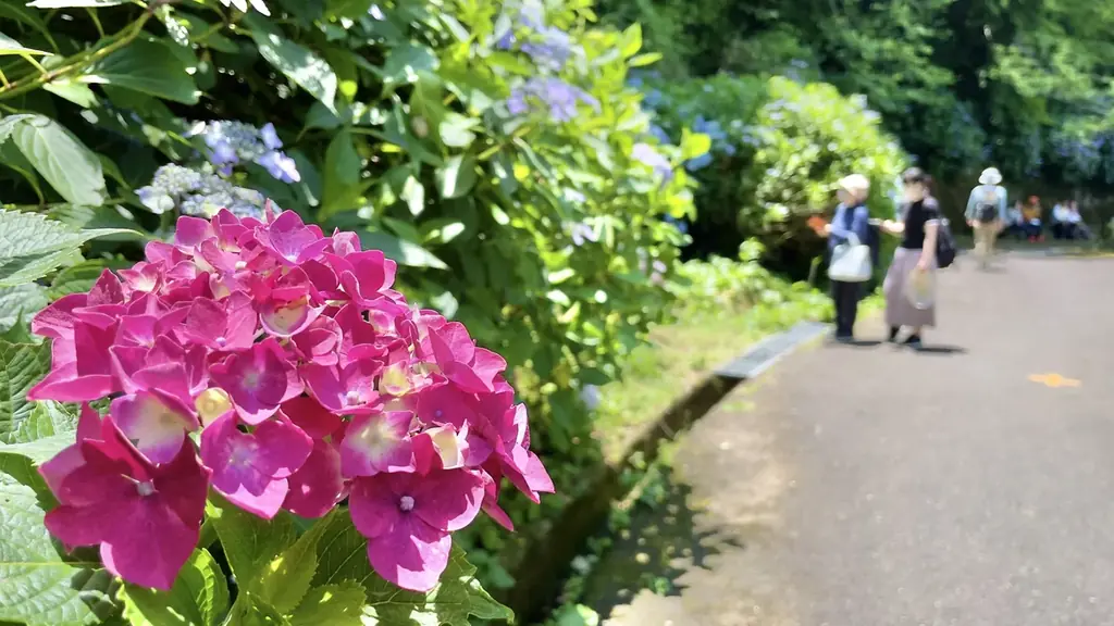 ぬかた園地 あじさいまつり