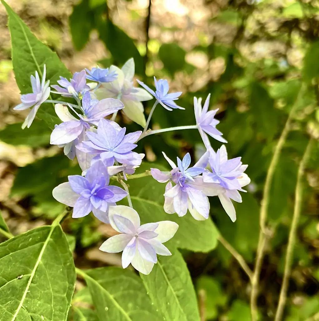 【関西屈指】山道を彩る、初夏の絶景 ー 生駒山・ぬかた園地「あじさい園」が6月下旬から見ごろに“自然×涼体験”を楽しむ観光へ ー 画像 3