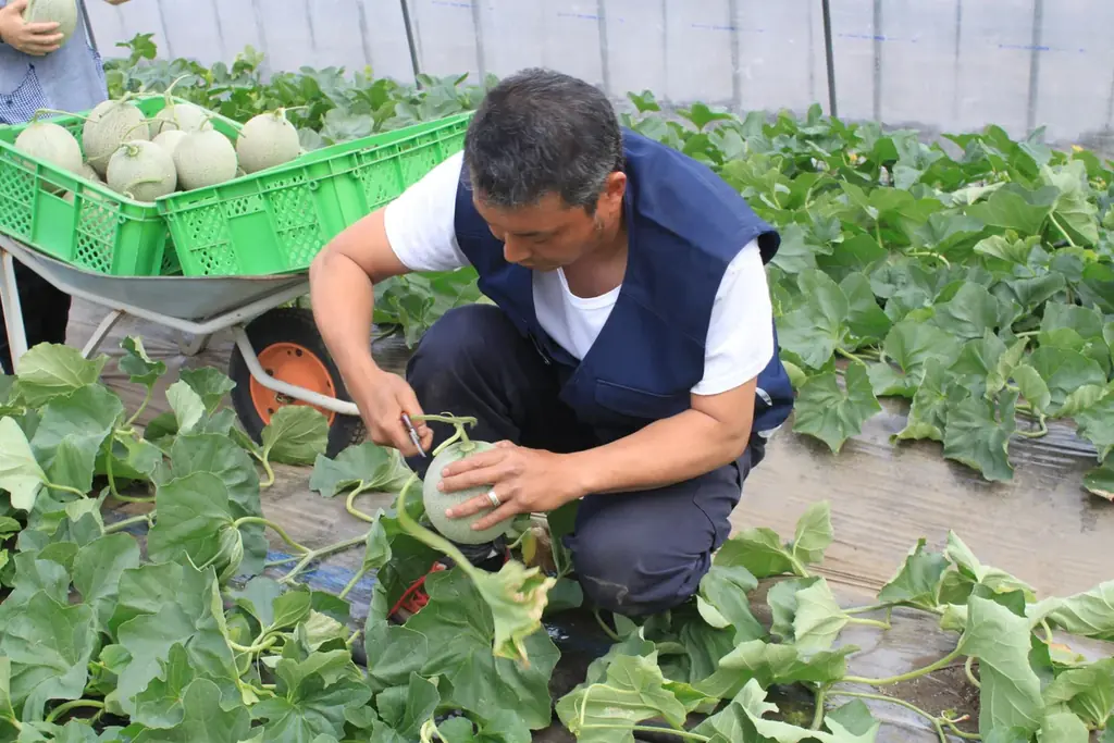 分単位の温度管理と熟練の技で守り抜いた誇りを次世代へ　産地の情熱を凝縮し、北海道産メロンの果汁を21%使用した「とろける食感　ぎゅっとメロン」を6月9日（火）から発売 画像 3