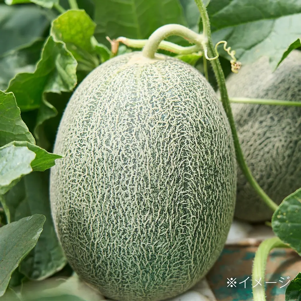 朝から行列の市場スイーツ。熊谷青果市場発「果匠とびくま」が貴味メロンロールを限定販売 画像 11