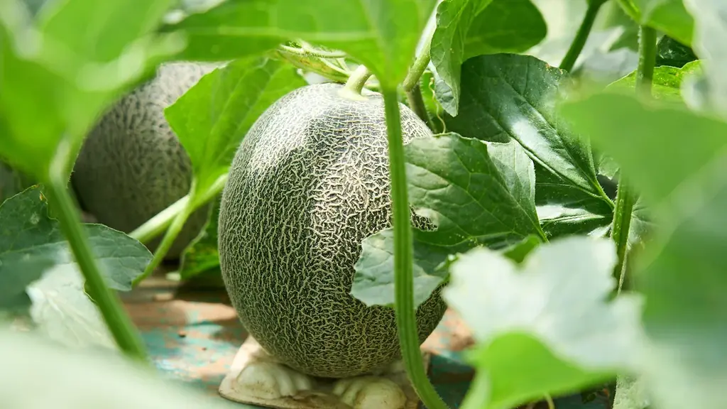 朝から行列の市場スイーツ。熊谷青果市場発「果匠とびくま」が貴味メロンロールを限定販売 画像 7