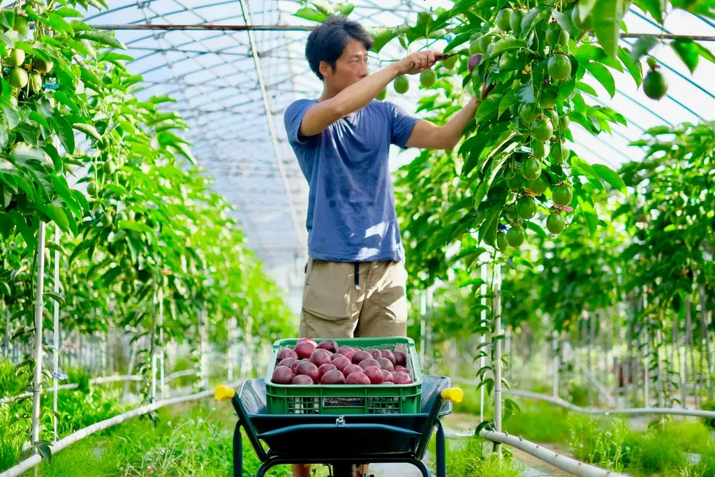 千葉・館山のパッションフルーツ農園『RYO’S FARM』× フェアリーケーキフェアが初コラボ！完熟果実をまるごと味わう、ポリポリ弾ける種の新食感「リリコイ生バターサンド」が6月9日（火）新発売 画像 5