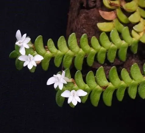 【阪急うめだ本店】「阪急 植物博覧会」6月24日(水)より初開催！国内屈指の10店舗や、熱帯植物界のツートップによるスペシャルトークショーも 画像 10