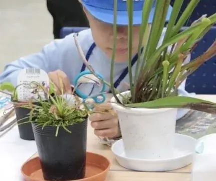 【阪急うめだ本店】「阪急 植物博覧会」6月24日(水)より初開催！国内屈指の10店舗や、熱帯植物界のツートップによるスペシャルトークショーも 画像 13