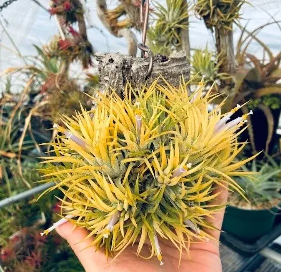 【阪急うめだ本店】「阪急 植物博覧会」6月24日(水)より初開催！国内屈指の10店舗や、熱帯植物界のツートップによるスペシャルトークショーも 画像 14