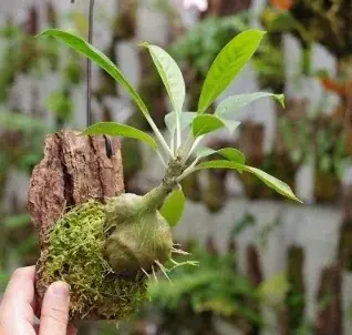 【阪急うめだ本店】「阪急 植物博覧会」6月24日(水)より初開催！国内屈指の10店舗や、熱帯植物界のツートップによるスペシャルトークショーも 画像 15
