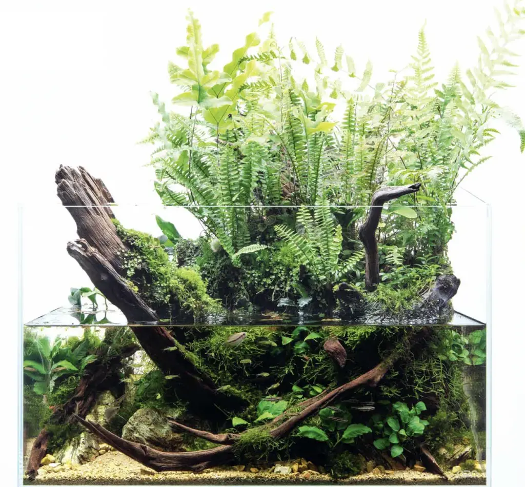 【阪急うめだ本店】「阪急 植物博覧会」6月24日(水)より初開催！国内屈指の10店舗や、熱帯植物界のツートップによるスペシャルトークショーも 画像 4