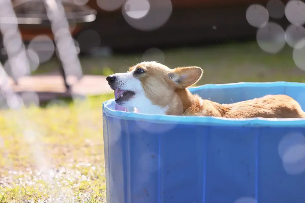 【最大30%OFF】夏の愛犬旅行に！全室「愛犬専用ミニプール」新登場。全棟ドッグラン＆サウナ付きの「ドッグヴィラ広島」が『早割キャンペーン』を販売開始 画像 1
