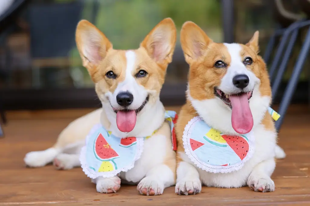 【最大30%OFF】夏の愛犬旅行に！全室「愛犬専用ミニプール」新登場。全棟ドッグラン＆サウナ付きの「ドッグヴィラ広島」が『早割キャンペーン』を販売開始 画像 12