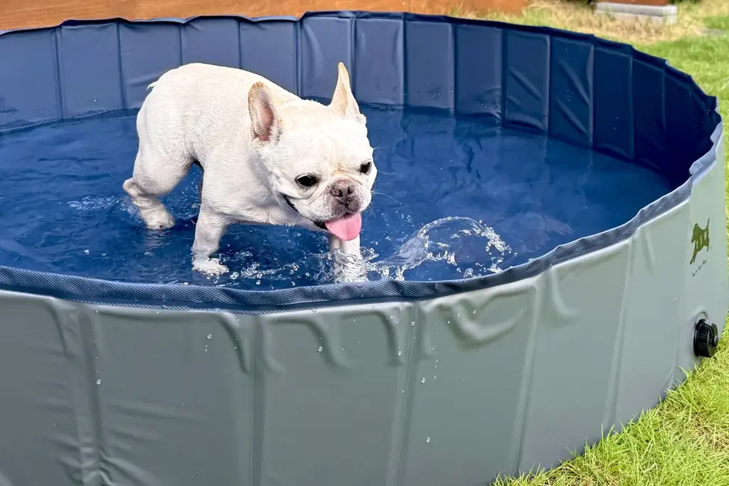 【最大30%OFF】夏の愛犬旅行に！全室「愛犬専用ミニプール」新登場。全棟ドッグラン＆サウナ付きの「ドッグヴィラ広島」が『早割キャンペーン』を販売開始 画像 5