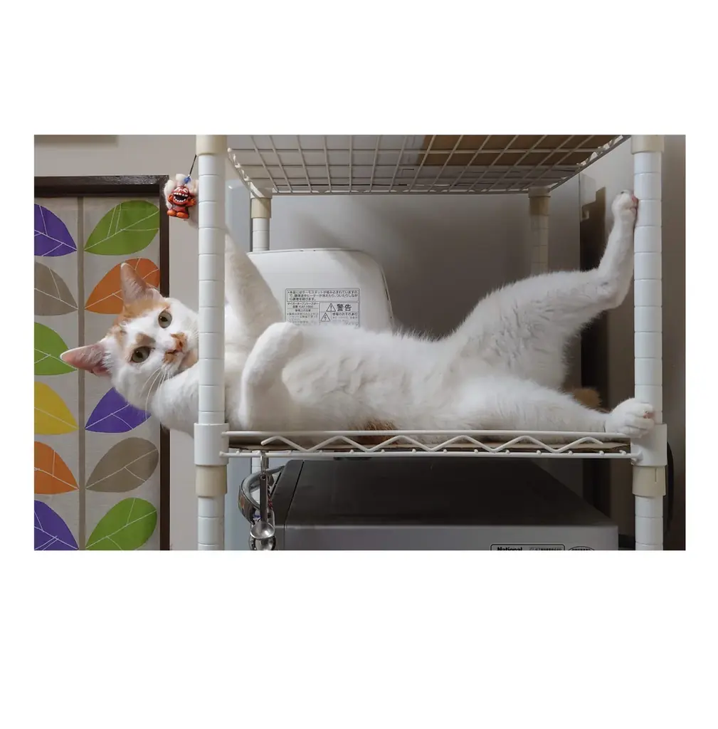 うちのこグッズは「飾る」から「つなぐ」へ―国会図書館に納本できるオーダーメイド写真集がシリーズ15冊目を突破 画像 2