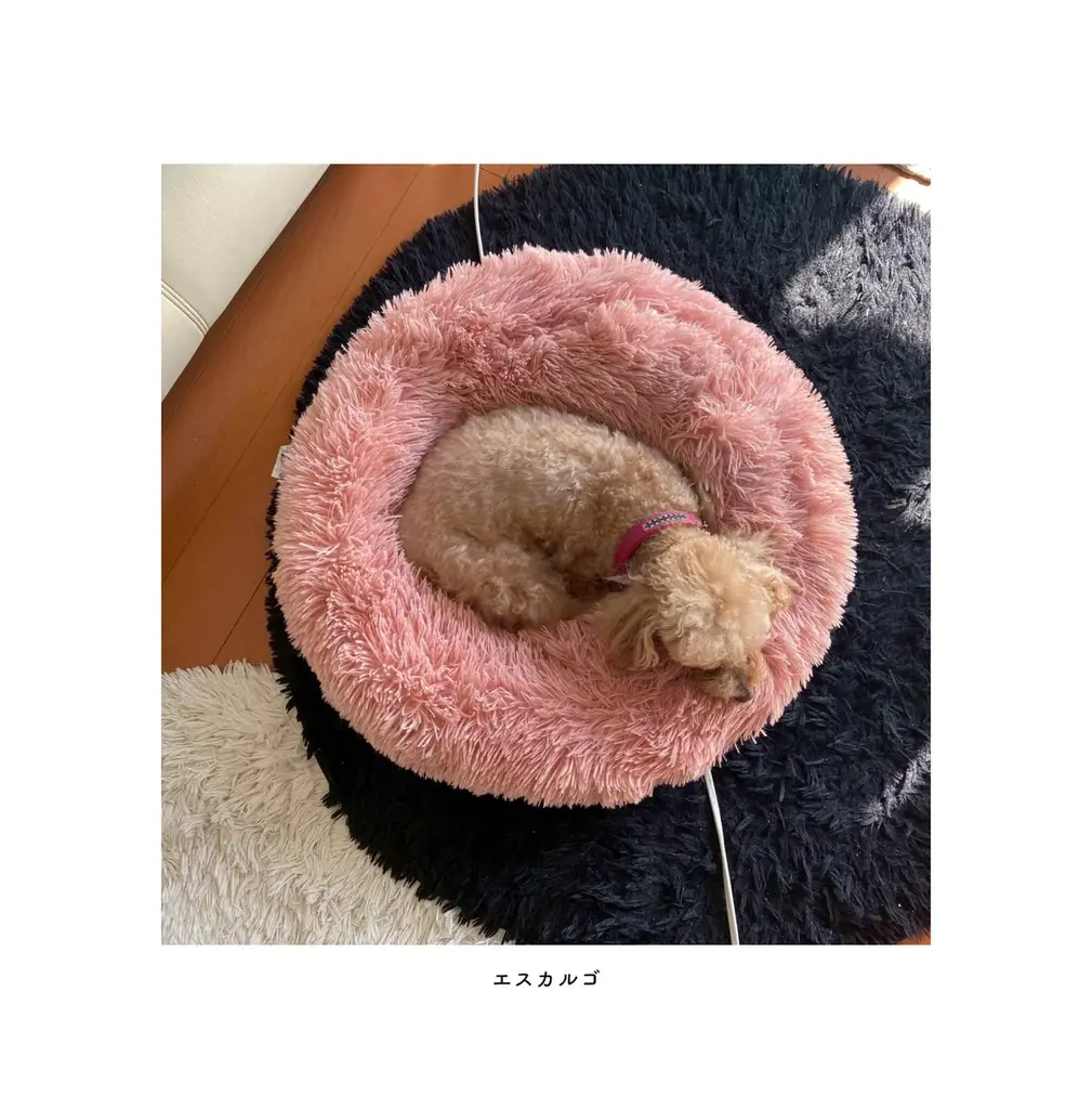 トイプードルのカプリちゃんの魅力がぎっしり！”愛犬だけの本”になる出版サービス「うちのこ写真集」シリーズ第15弾『小さな天使 カプリStill with us』の特設ページを公開 画像 2