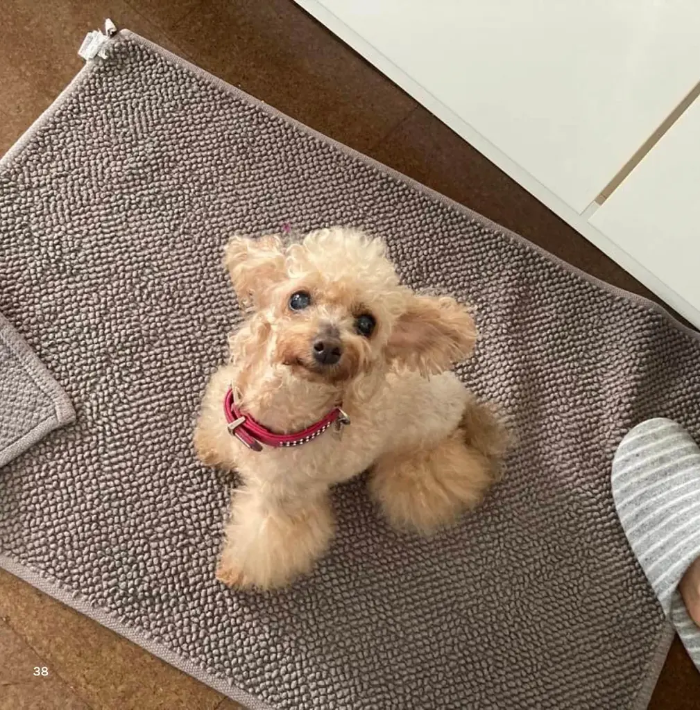 トイプードルのカプリちゃんの魅力がぎっしり！”愛犬だけの本”になる出版サービス「うちのこ写真集」シリーズ第15弾『小さな天使 カプリStill with us』の特設ページを公開 画像 3