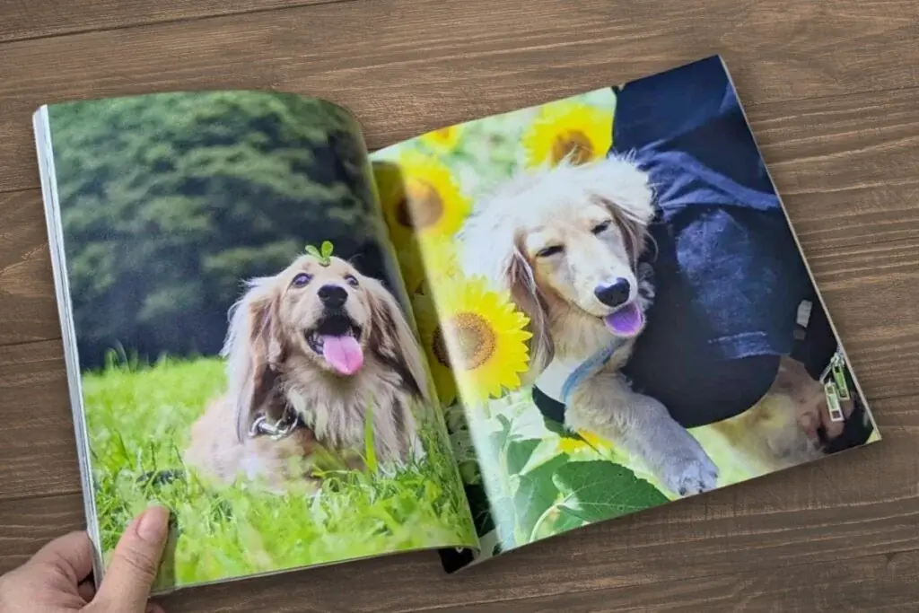 トイプードルのカプリちゃんの魅力がぎっしり！”愛犬だけの本”になる出版サービス「うちのこ写真集」シリーズ第15弾『小さな天使 カプリStill with us』の特設ページを公開 画像 7