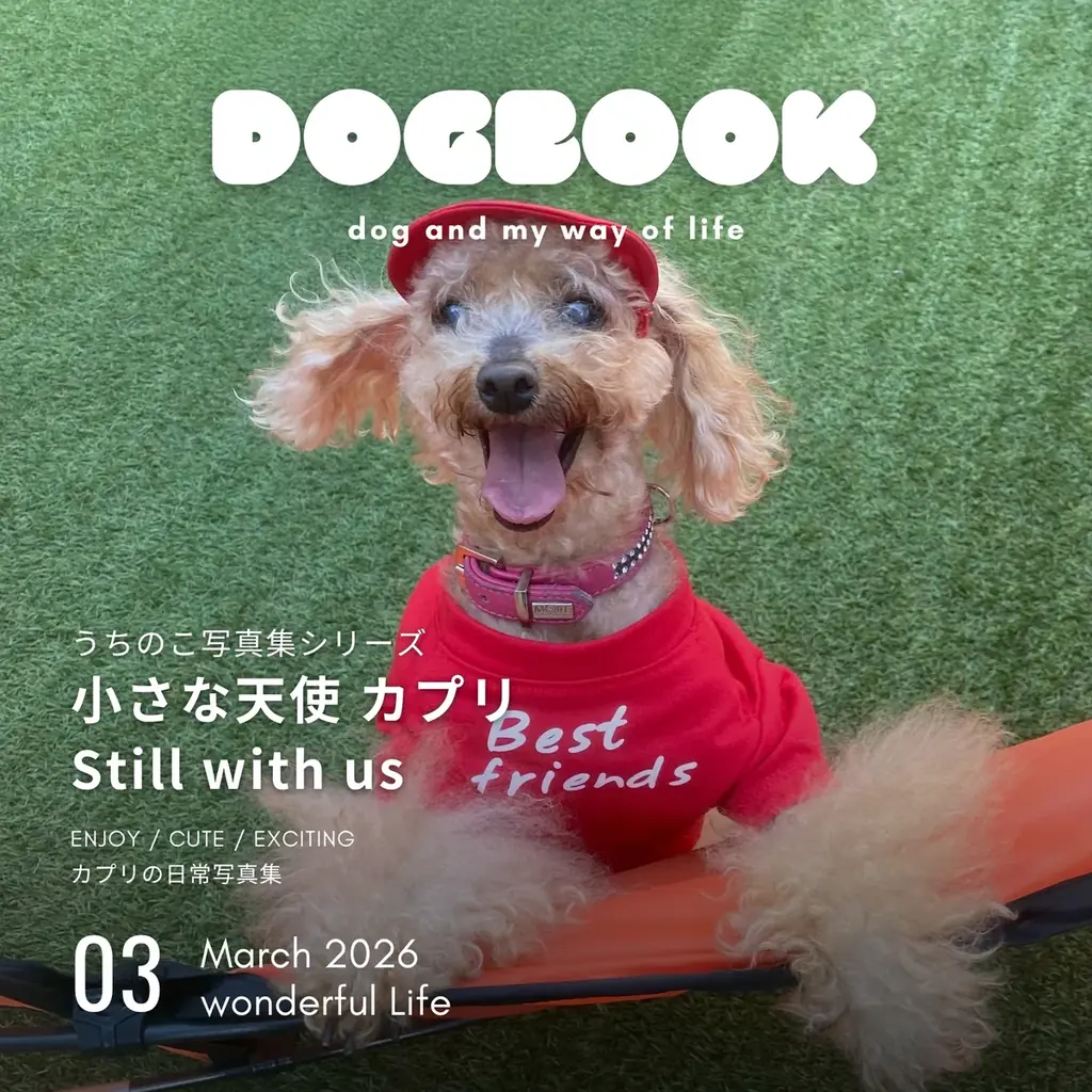 トイプードルのカプリちゃんの魅力がぎっしり！”愛犬だけの本”になる出版サービス「うちのこ写真集」シリーズ第15弾『小さな天使 カプリStill with us』の特設ページを公開 画像 8