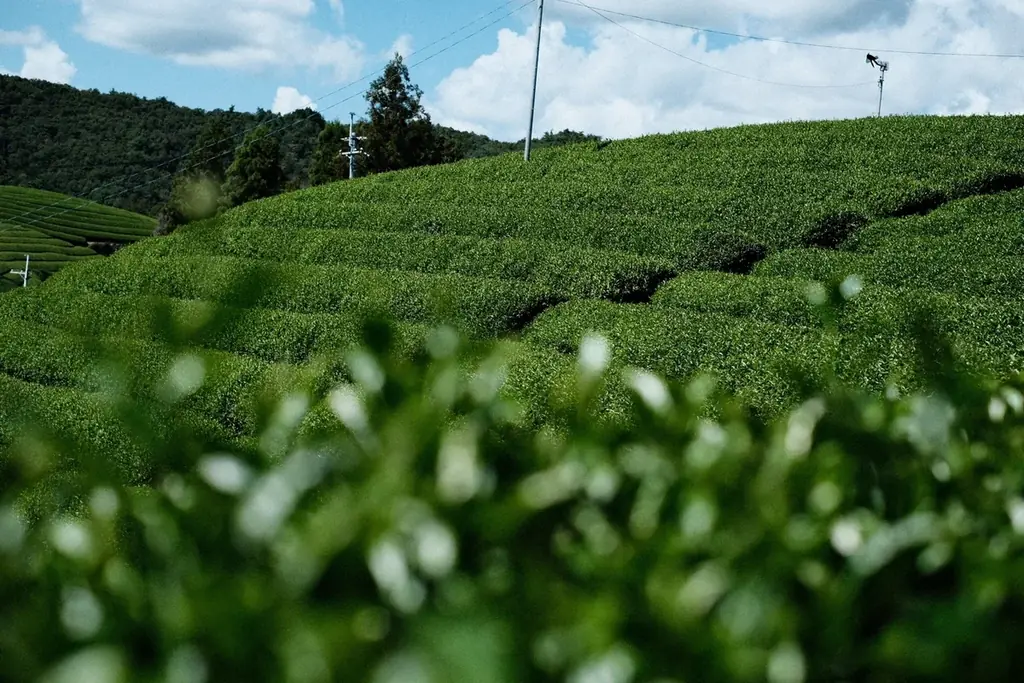 【父の日濃厚抹茶スイーツギフト】2週間で3386個販売した大福やマドレーヌのオンラインギフトが期間限定販売 画像 8