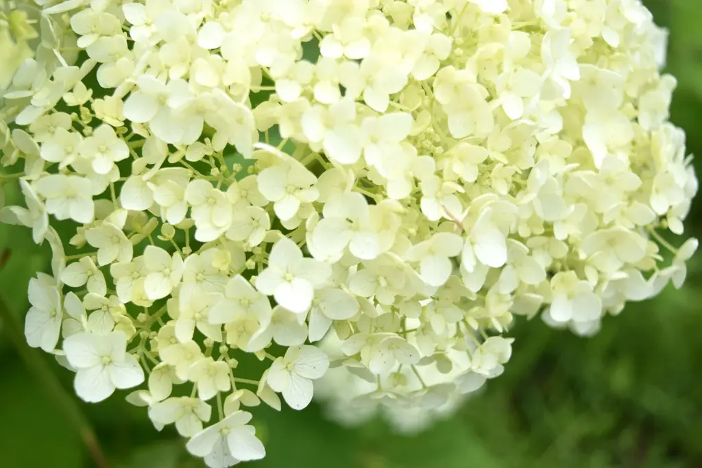 6月20・21日 アナベルまつり｜神戸で白い花のピクニック