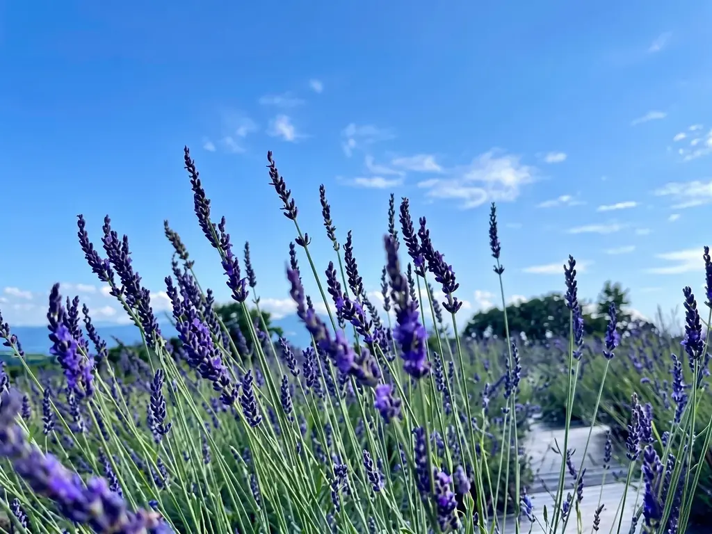 くじゅう花公園ラベンダー収穫祭2026　〜香りを束ねる、初夏の花時間〜 画像 2