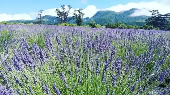 くじゅう花公園ラベンダー収穫祭2026　〜香りを束ねる、初夏の花時間〜 画像 3