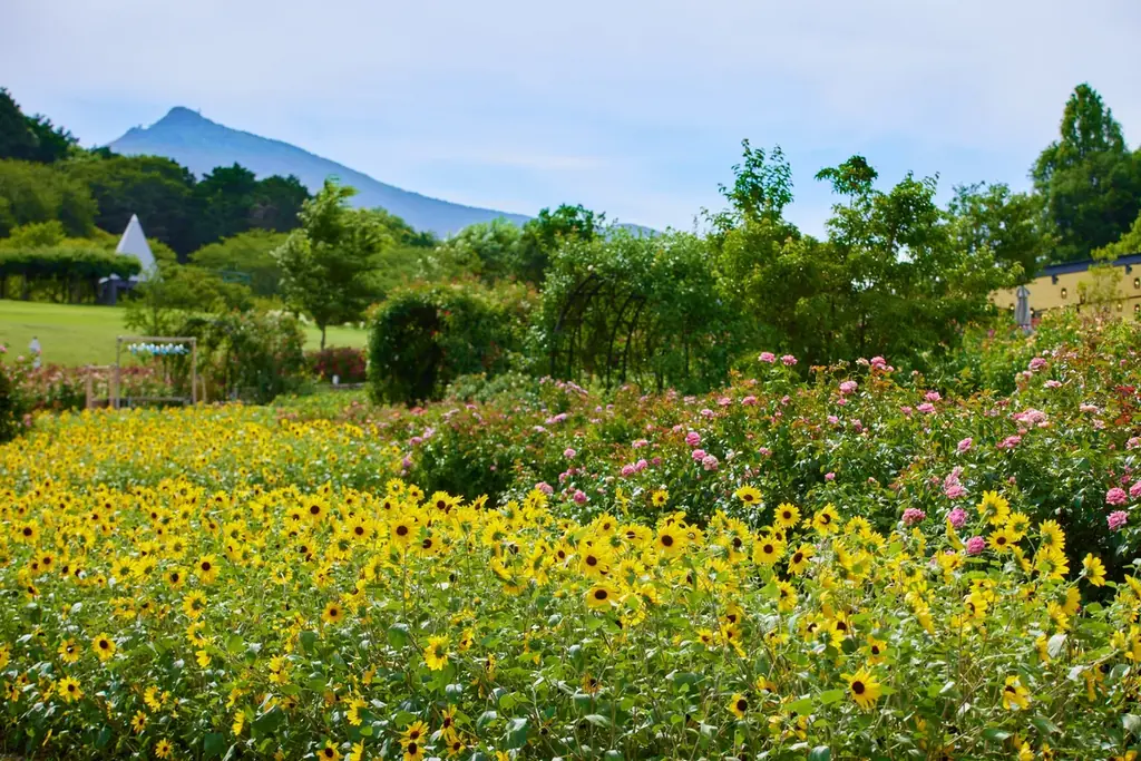 ひまわりと過ごす里山の夏休み