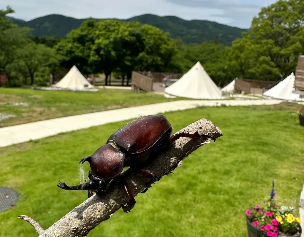 【子ども入園無料！】初開催の親子レッスンやお仕事体験など夏休み期間を楽しむ豊富なアクティビティ満載「ひまわりと過ごす里山の夏休み」 画像 20