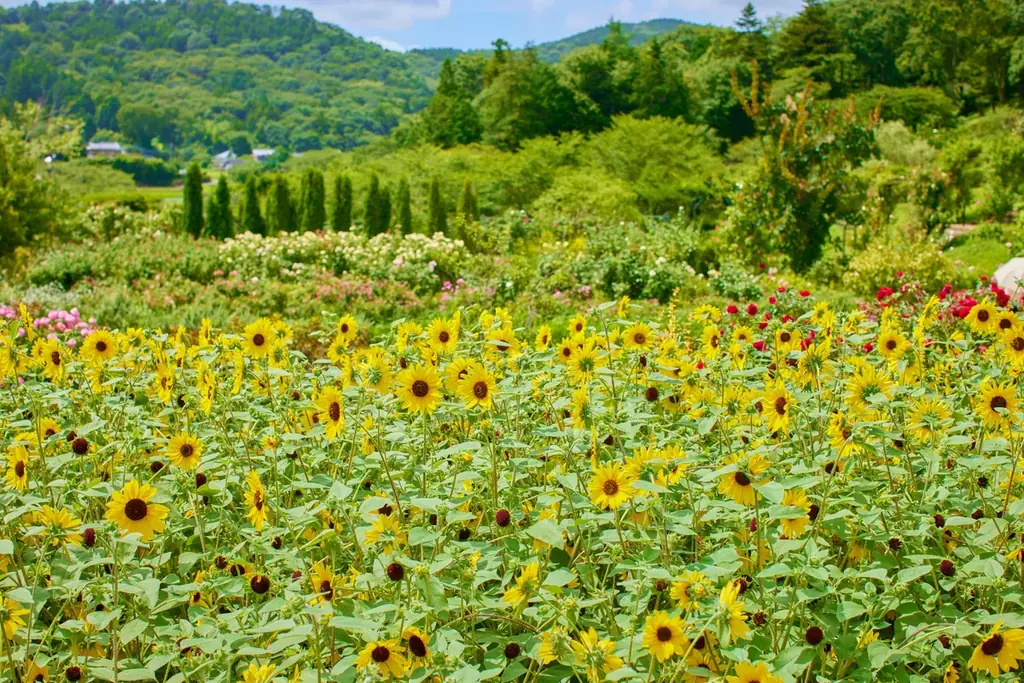 【子ども入園無料！】初開催の親子レッスンやお仕事体験など夏休み期間を楽しむ豊富なアクティビティ満載「ひまわりと過ごす里山の夏休み」 画像 22