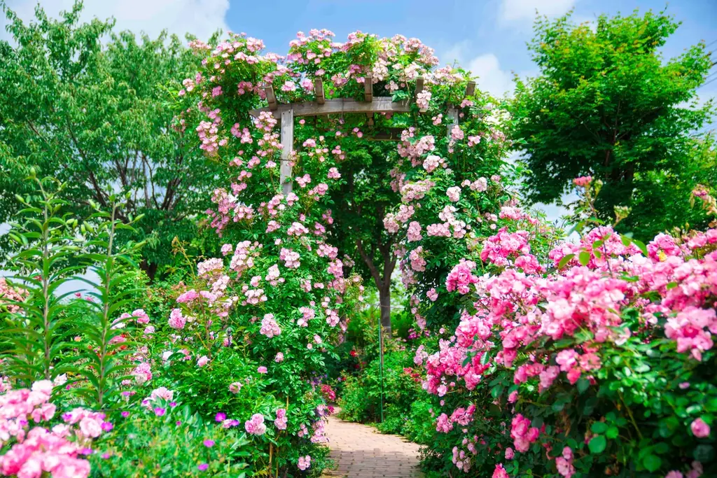 【ロイズ】7月にかけて見頃！入園無料で様々なお花を楽しめるローズガーデンのバラが最盛期を迎えています。 画像 3