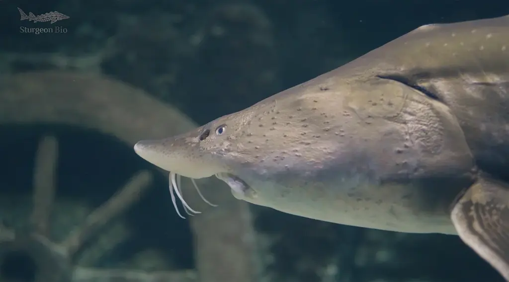 希少なチョウザメ由来オイルを“水溶化”韓国発ライフサイエンスブランド「STURGEON BIO」日本公式ECサイトを公開 画像 2