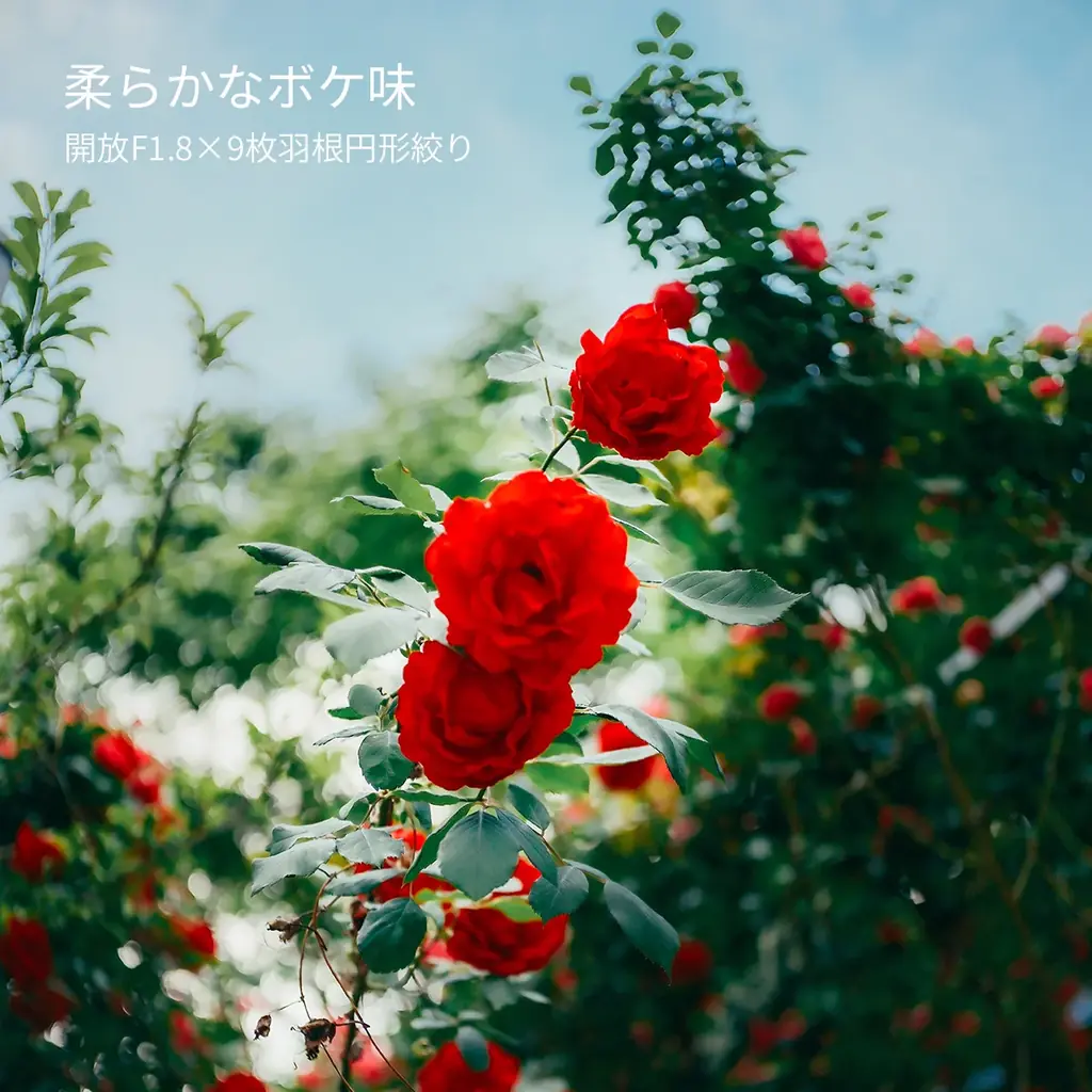 ポケットサイズをさらに薄く、軽く。SG-image初のマイクロフォーサーズ対応AFレンズ「AF 25mm F1.8」追加発売＆2ndfocus先行販売開始！ 画像 3