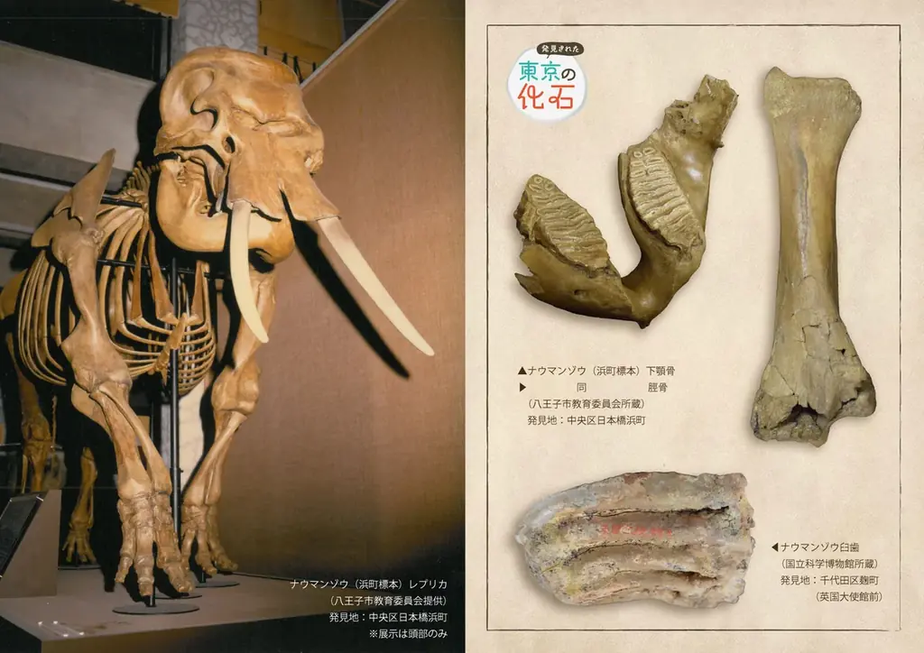 特別展「発見された東京の化石」を千代田区立日比谷図書文化館にて開催　2026年8月29日（土）～10月18日（日） 画像 4