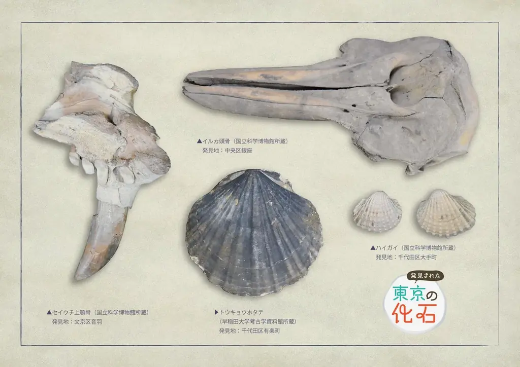 特別展「発見された東京の化石」を千代田区立日比谷図書文化館にて開催　2026年8月29日（土）～10月18日（日） 画像 5