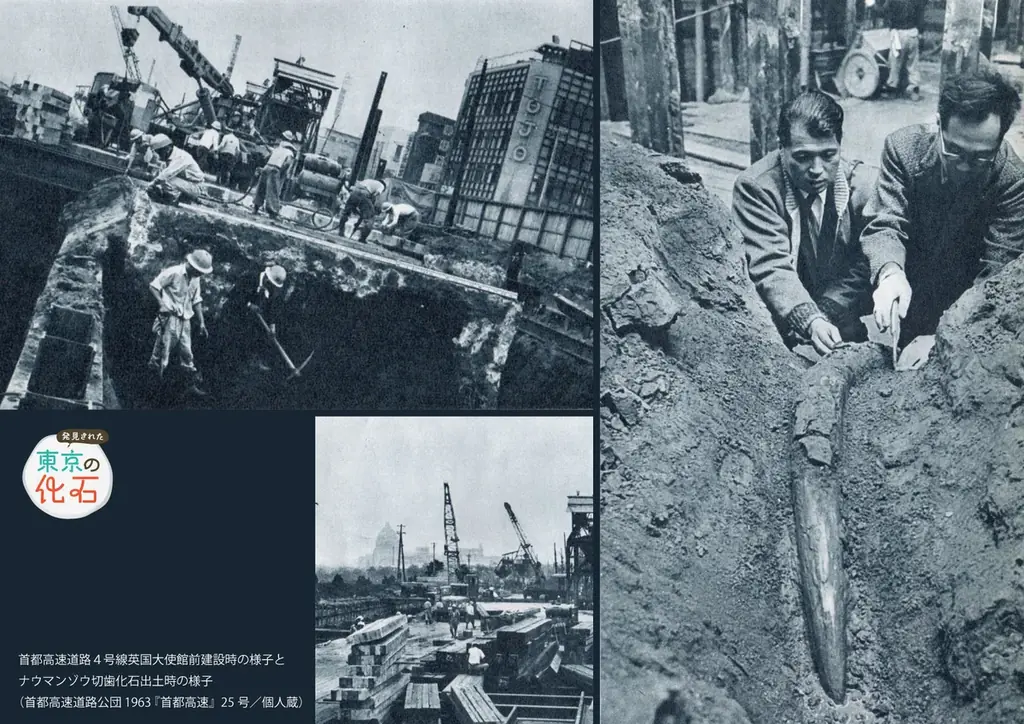 特別展「発見された東京の化石」を千代田区立日比谷図書文化館にて開催　2026年8月29日（土）～10月18日（日） 画像 6