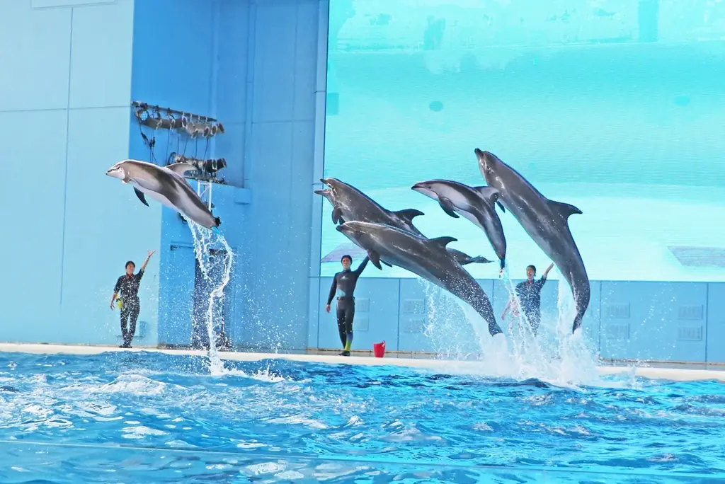 【横浜・八景島シーパラダイス】「マツケンまみれまみれ島 夏の陣」 大好評『マツケンまみれゆうえんち』に続き『マツケンまみれまみれ水族館』が誕生【２０２６年７月１８日（土）～８月３１日（月）】 画像 6