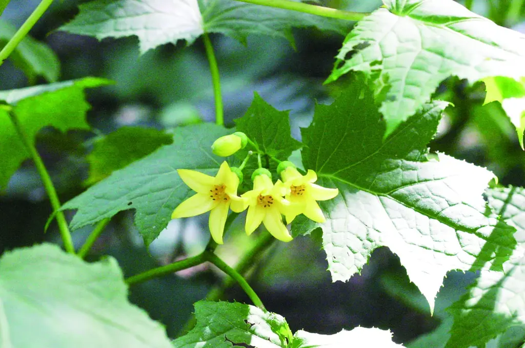 風鈴とひまわりが彩る夏の植物園！ 画像 15