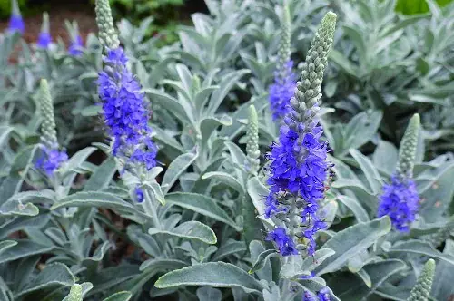 風鈴とひまわりが彩る夏の植物園！ 画像 16