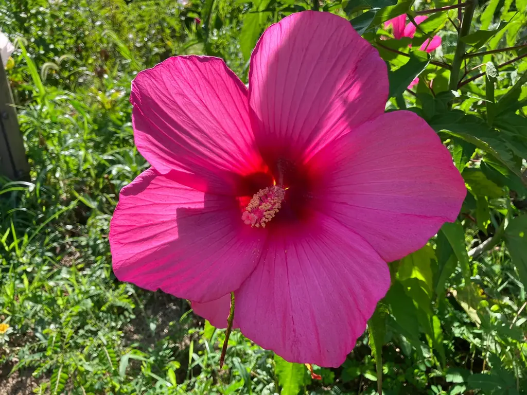 風鈴とひまわりが彩る夏の植物園！ 画像 17