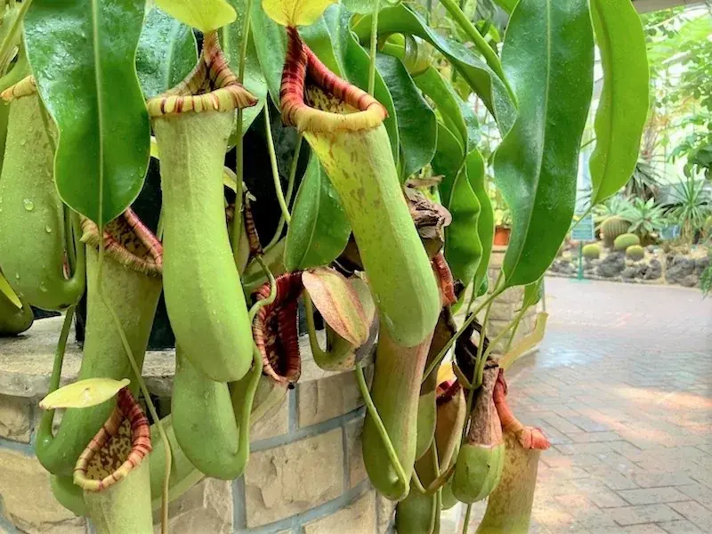 風鈴とひまわりが彩る夏の植物園！ 画像 3