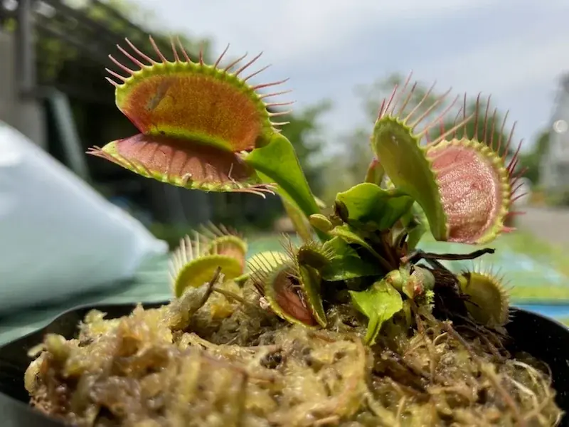 風鈴とひまわりが彩る夏の植物園！ 画像 4